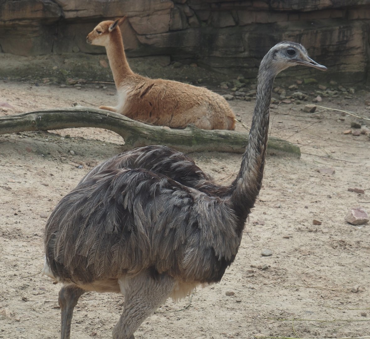 Serenga - Greater rhea (Rhea americana), 2024-06-23