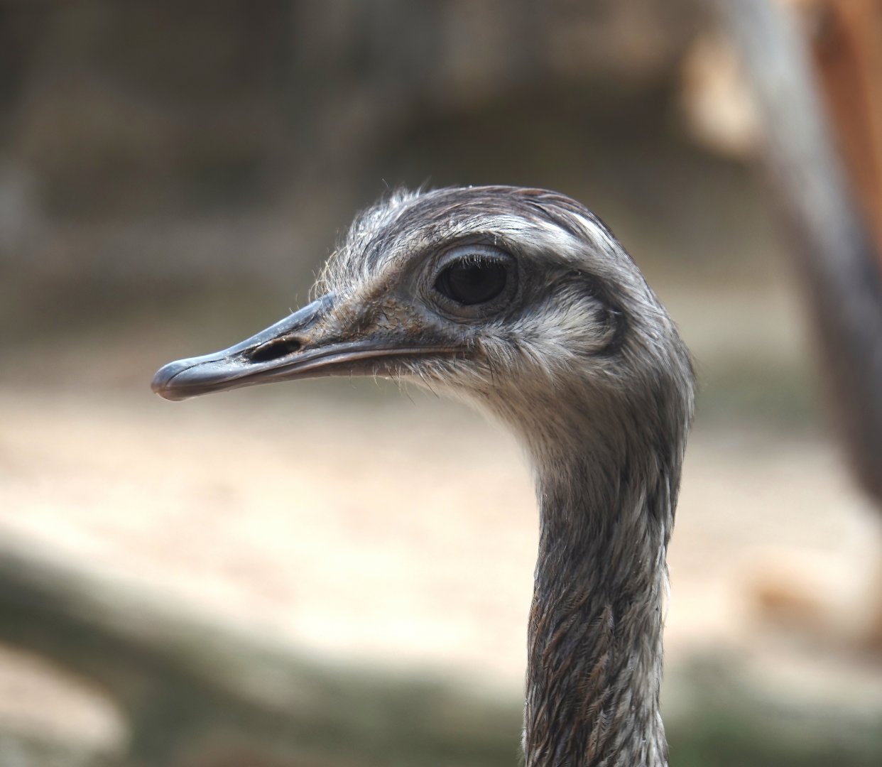 Serenga - Greater rhea (Rhea americana), 2024-06-23