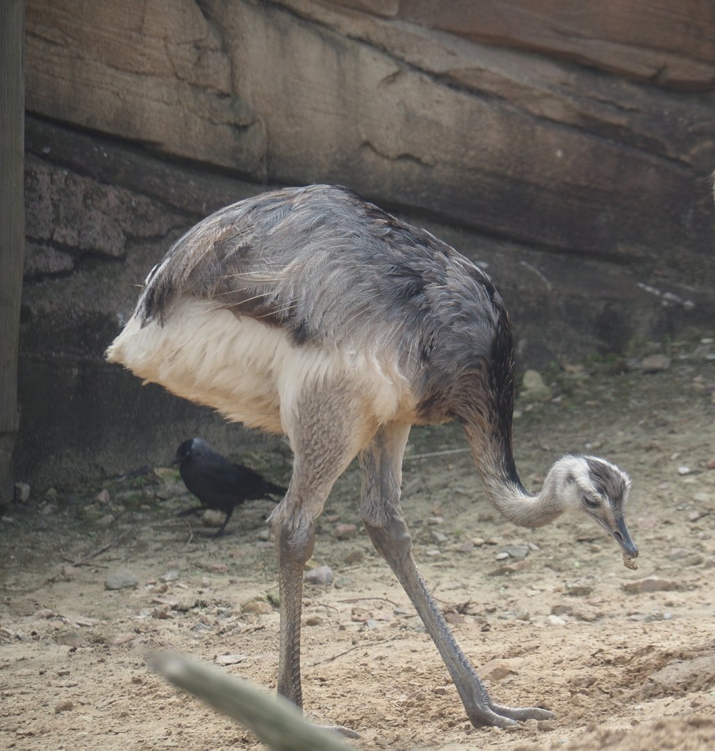 Serenga - Greater rhea (Rhea americana), 2024-06-23