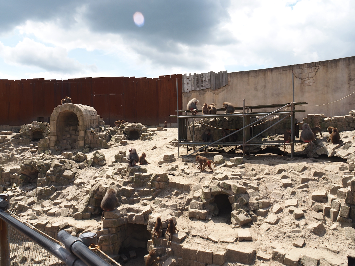 Serenga - Hamadryas baboon arena, 2024-06-23