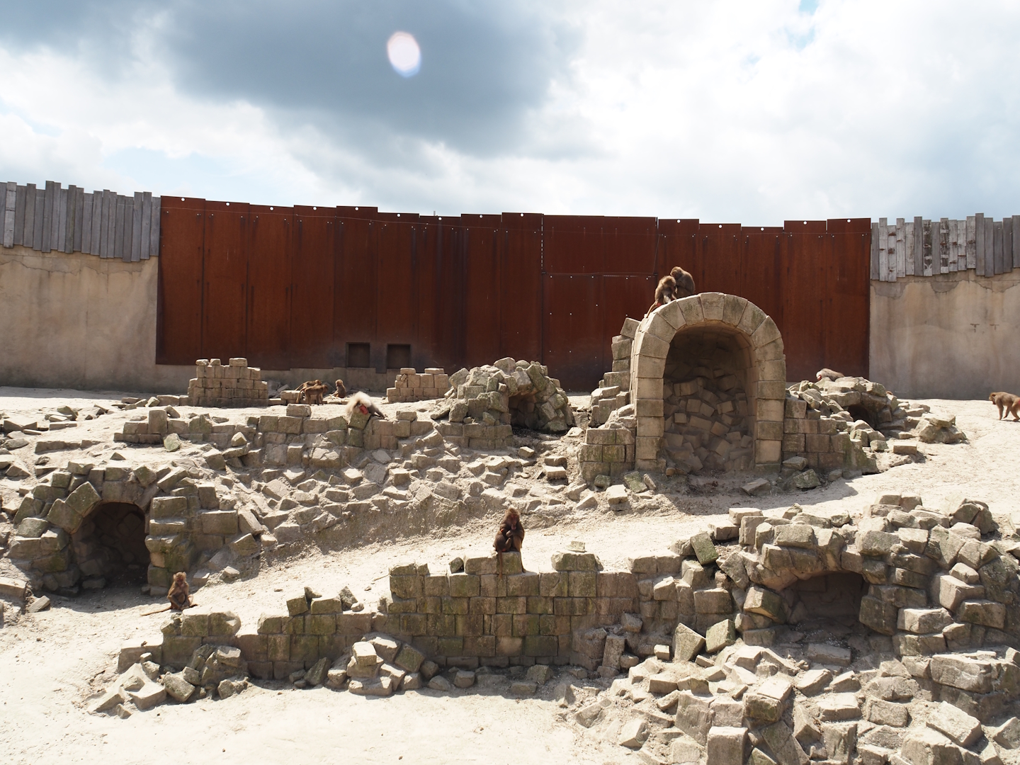 Serenga - Hamadryas baboon arena, 2024-06-23