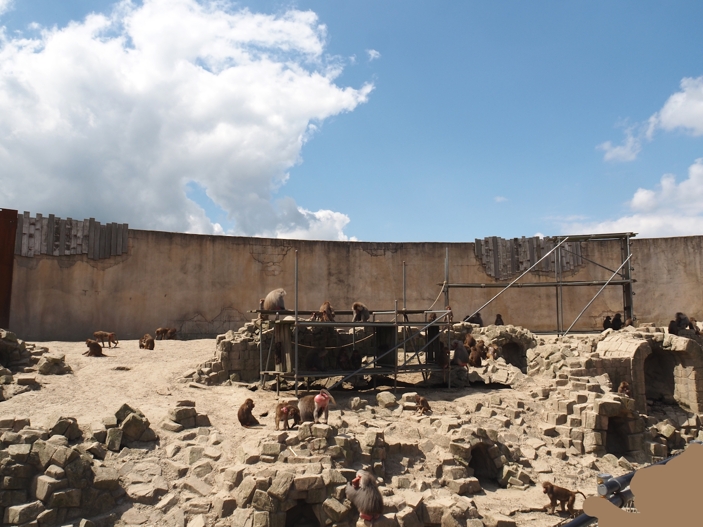 Serenga - Hamadryas baboon arena, 2024-06-23