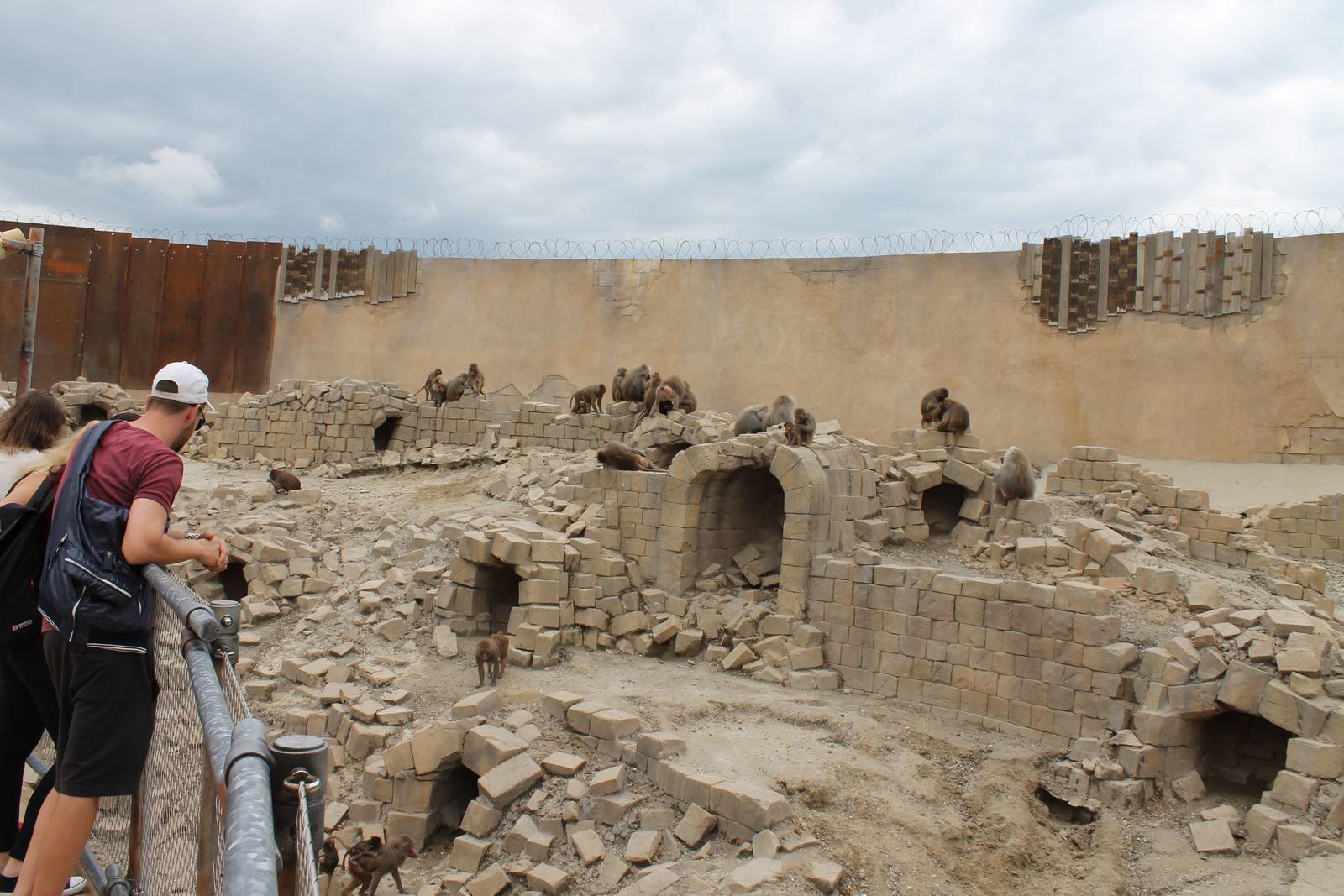 SERENGA : Hamadryas baboon enclosure