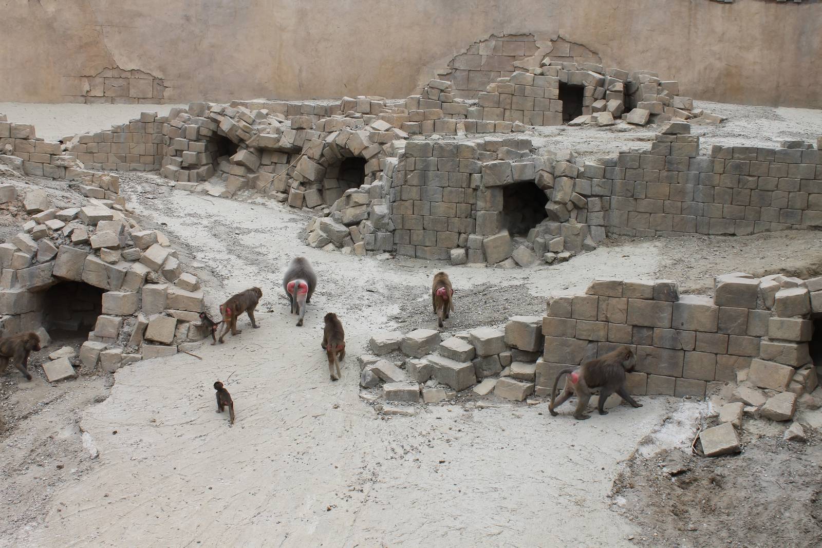 SERENGA : Hamadryas baboon enclosure