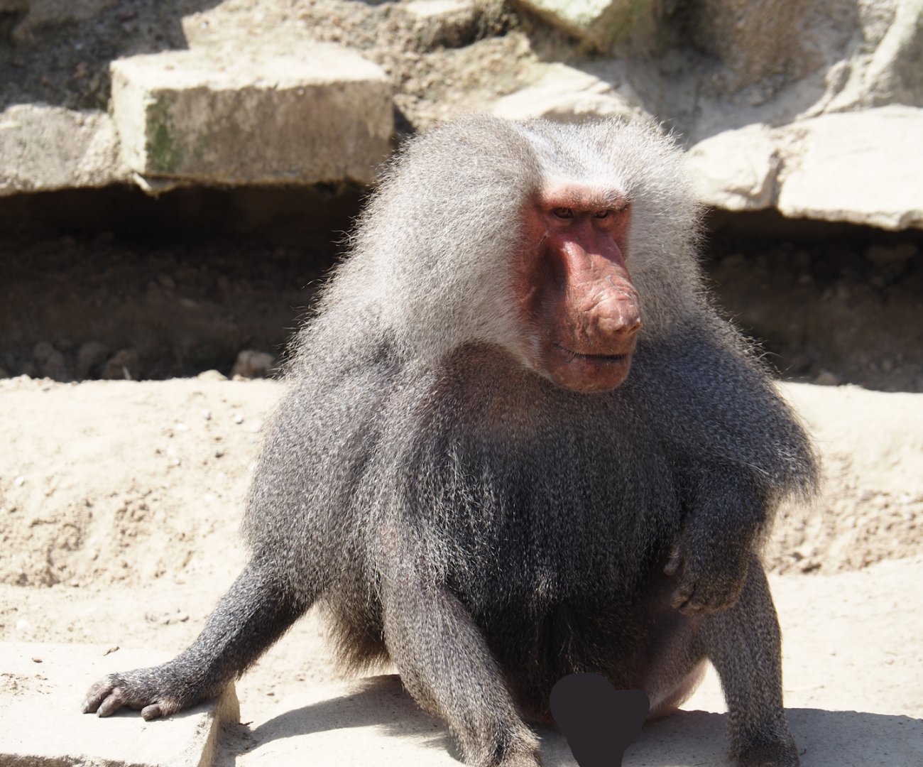 Serenga - Hamadryas baboon (Papio hamadryas), 2024-06-23