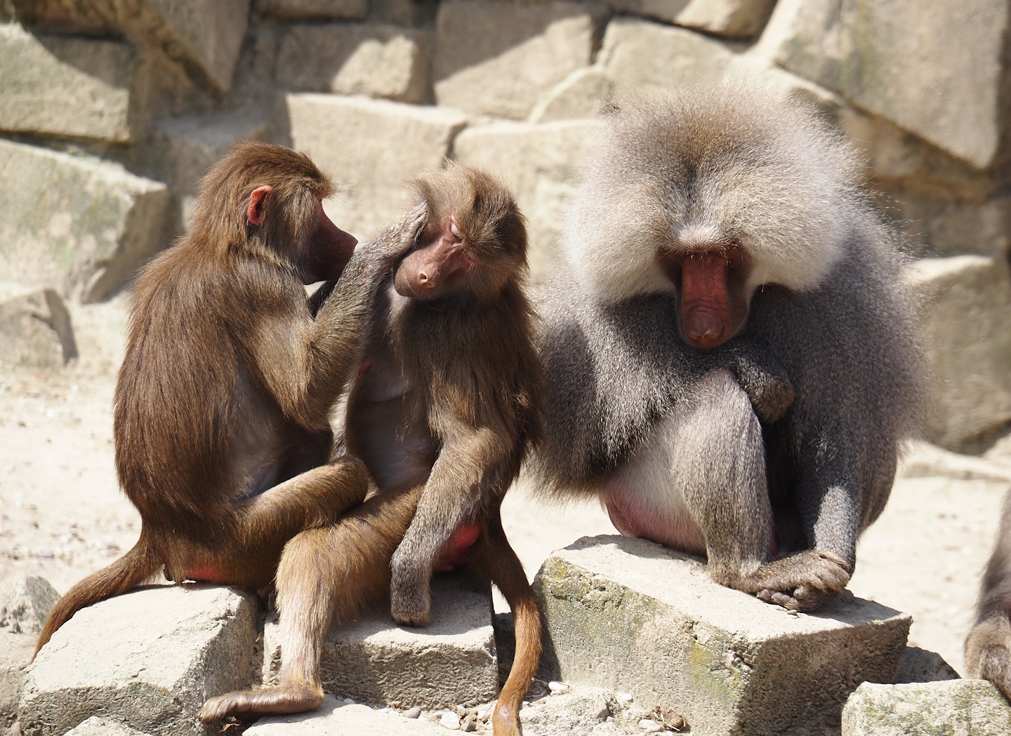 Serenga - Hamadryas baboons (Papio hamadryas), 2024-06-23
