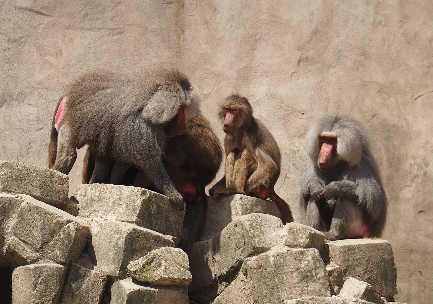 Serenga - Hamadryas baboons (Papio hamadryas), 2024-06-23