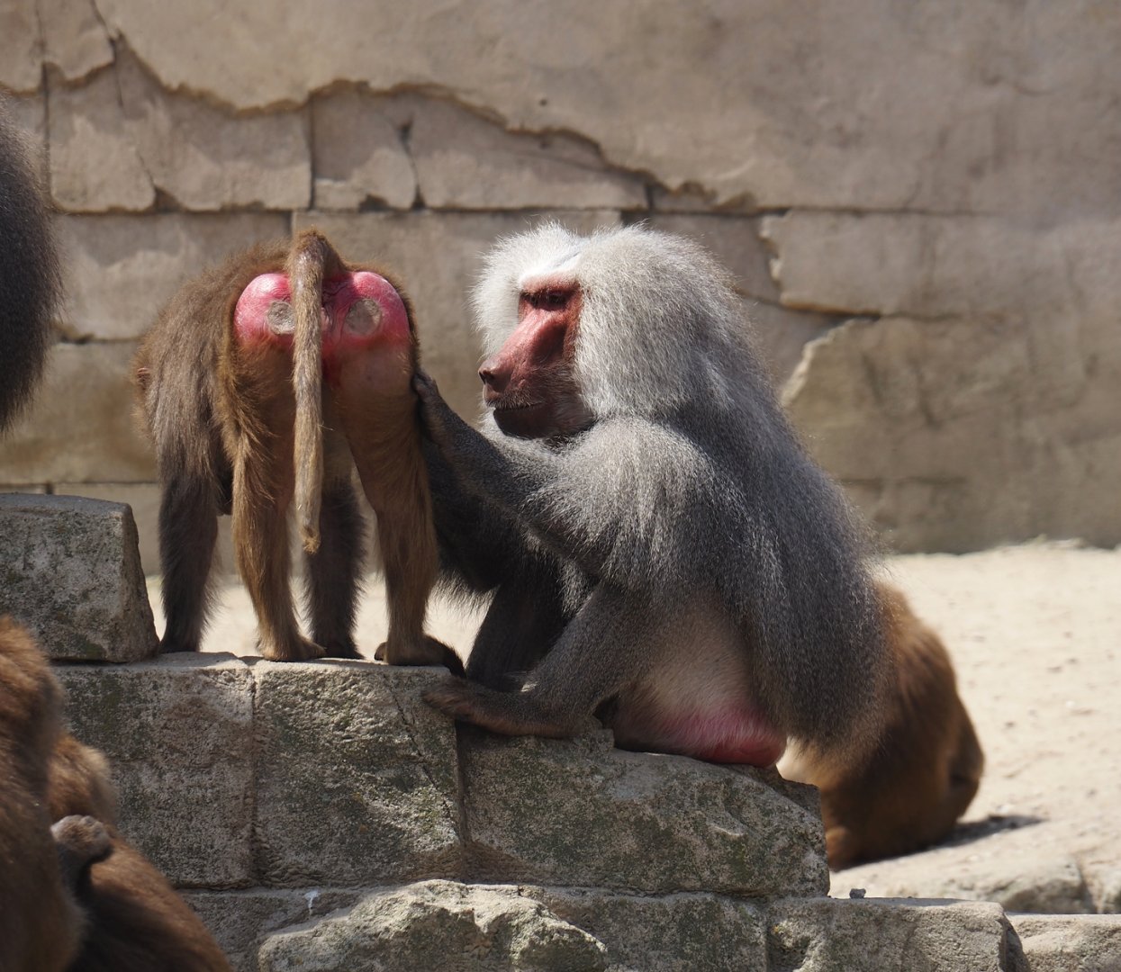 Serenga - Hamadryas baboons (Papio hamadryas), 2024-06-23