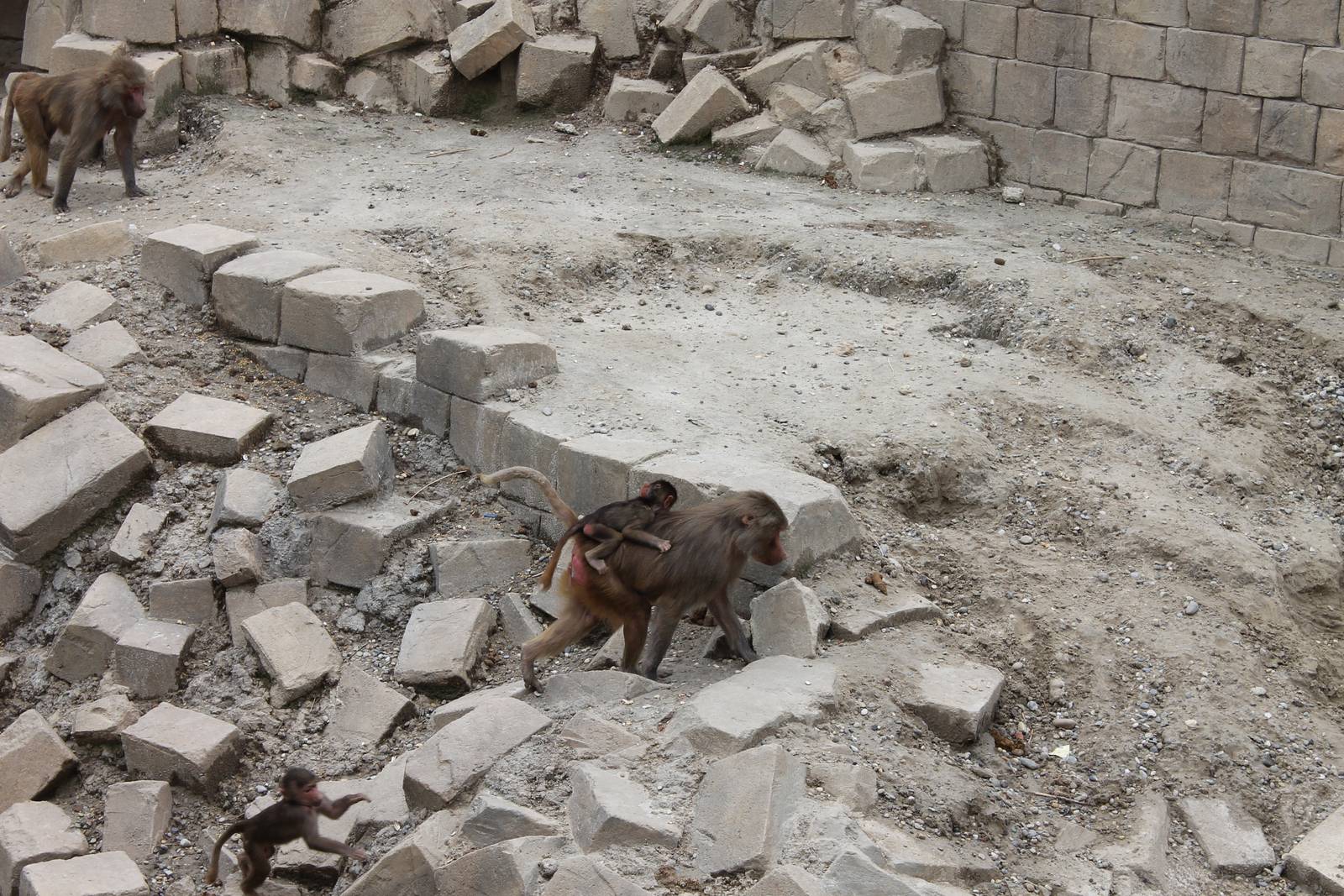 SERENGA : Hamadryas baboons