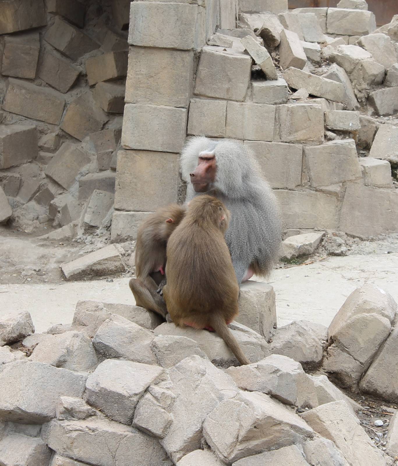 SERENGA : Hamadryas baboons