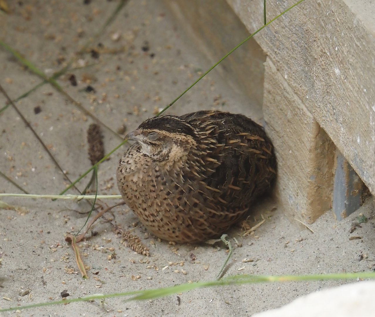 Serenga - Harlequin quail (Coturnix delegorguei), 2024-06-23