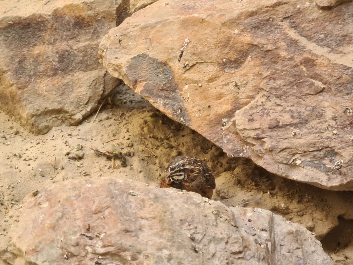 Serenga - Harlequin quail