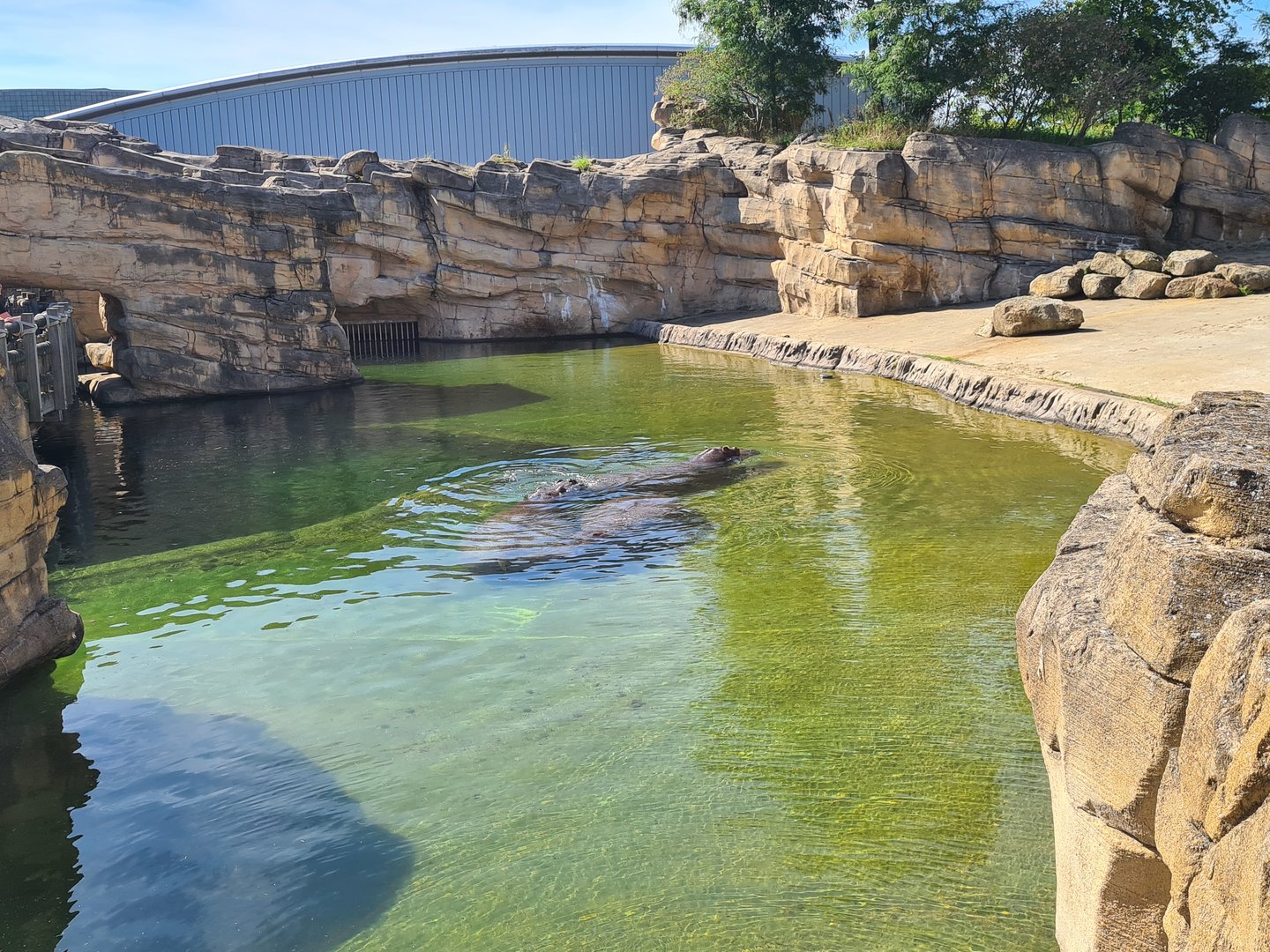 Serenga - Hippo enclosure