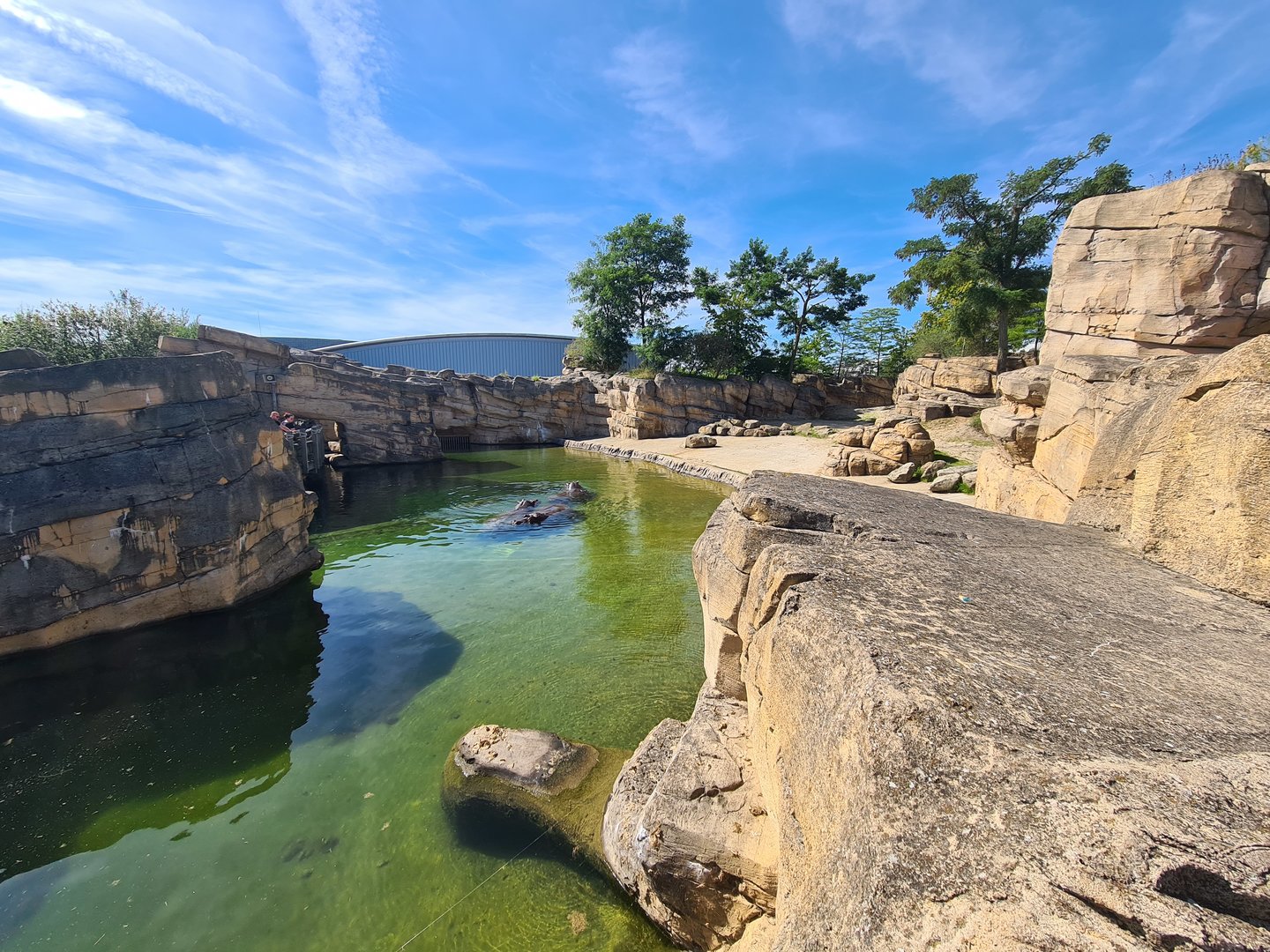 Serenga - Hippo enclosure