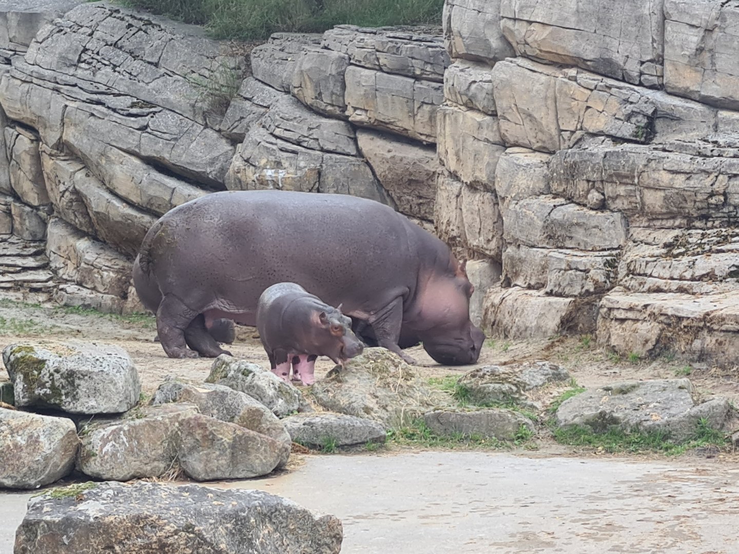 Serenga - Hippo herd