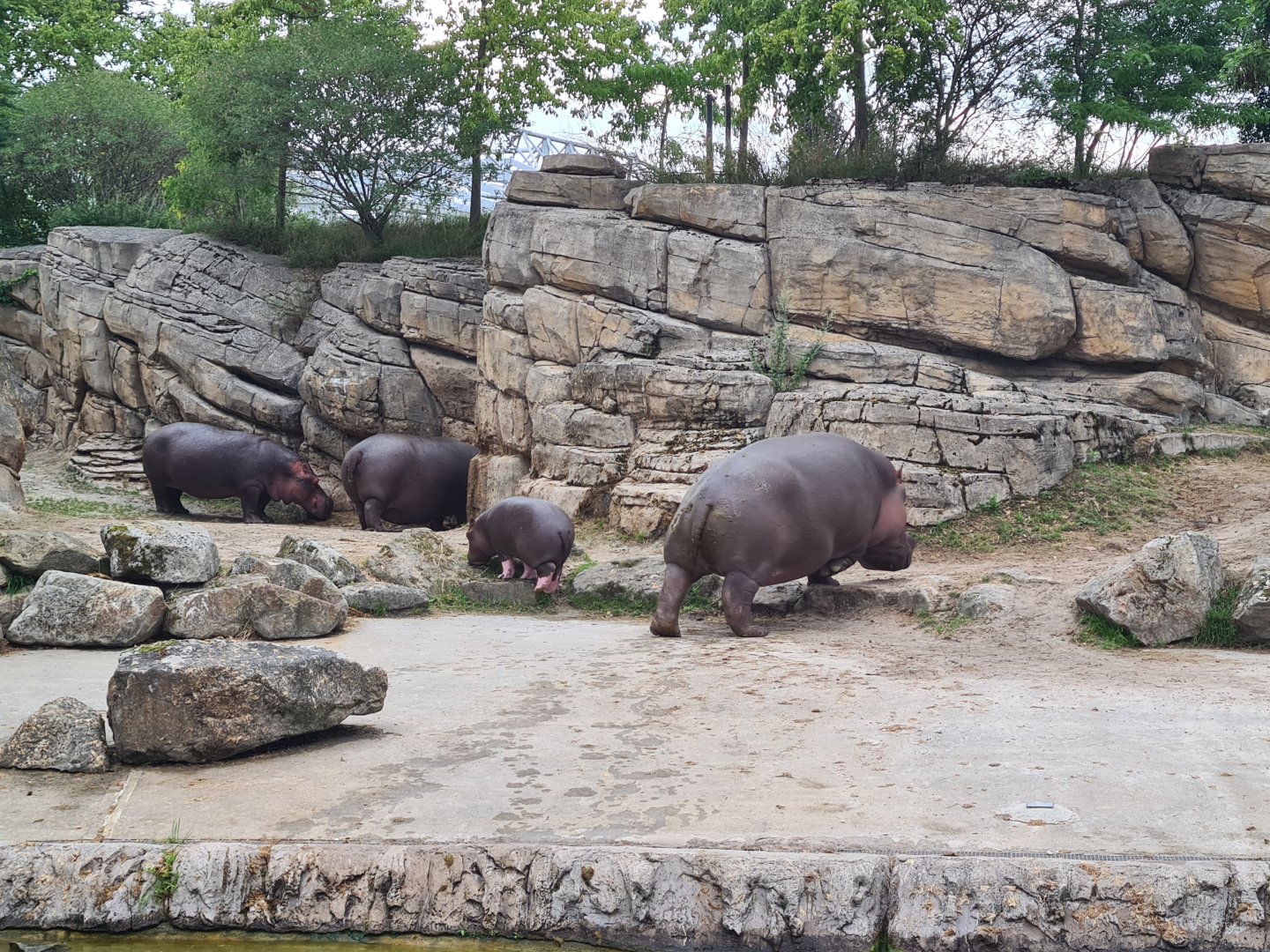 Serenga - Hippo herd