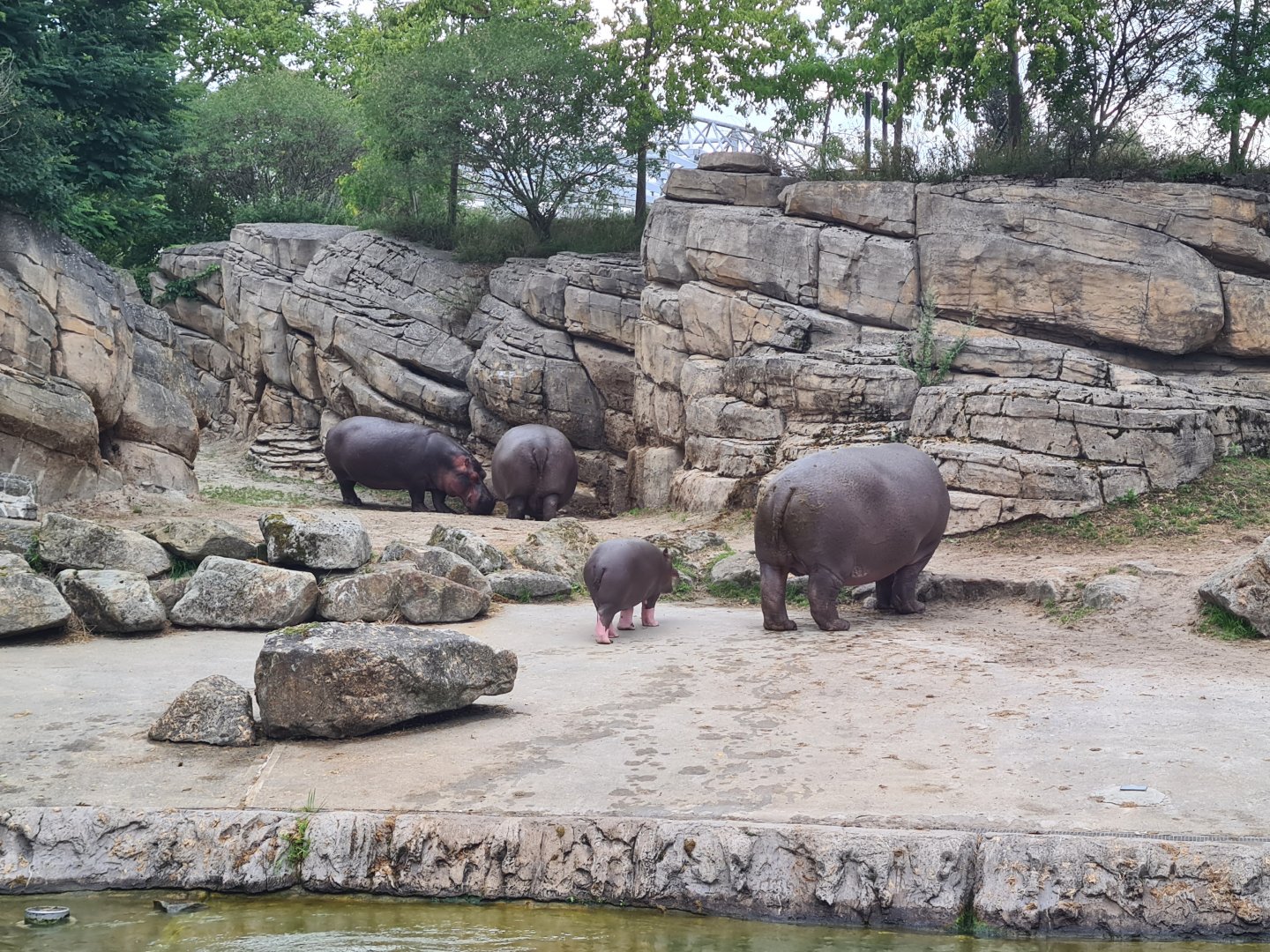 Serenga - Hippo herd