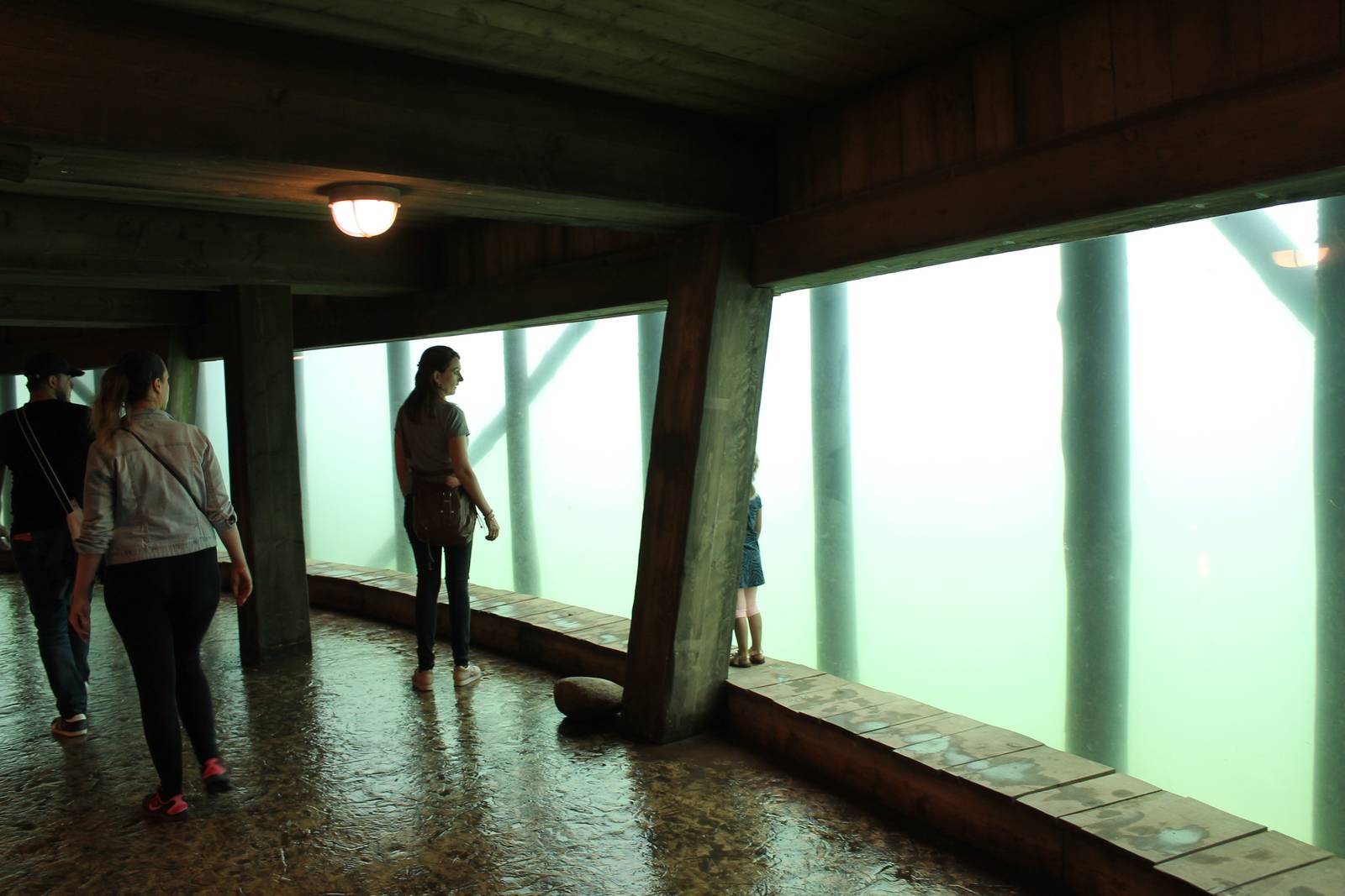 SERENGA - Hippo underwater viewing