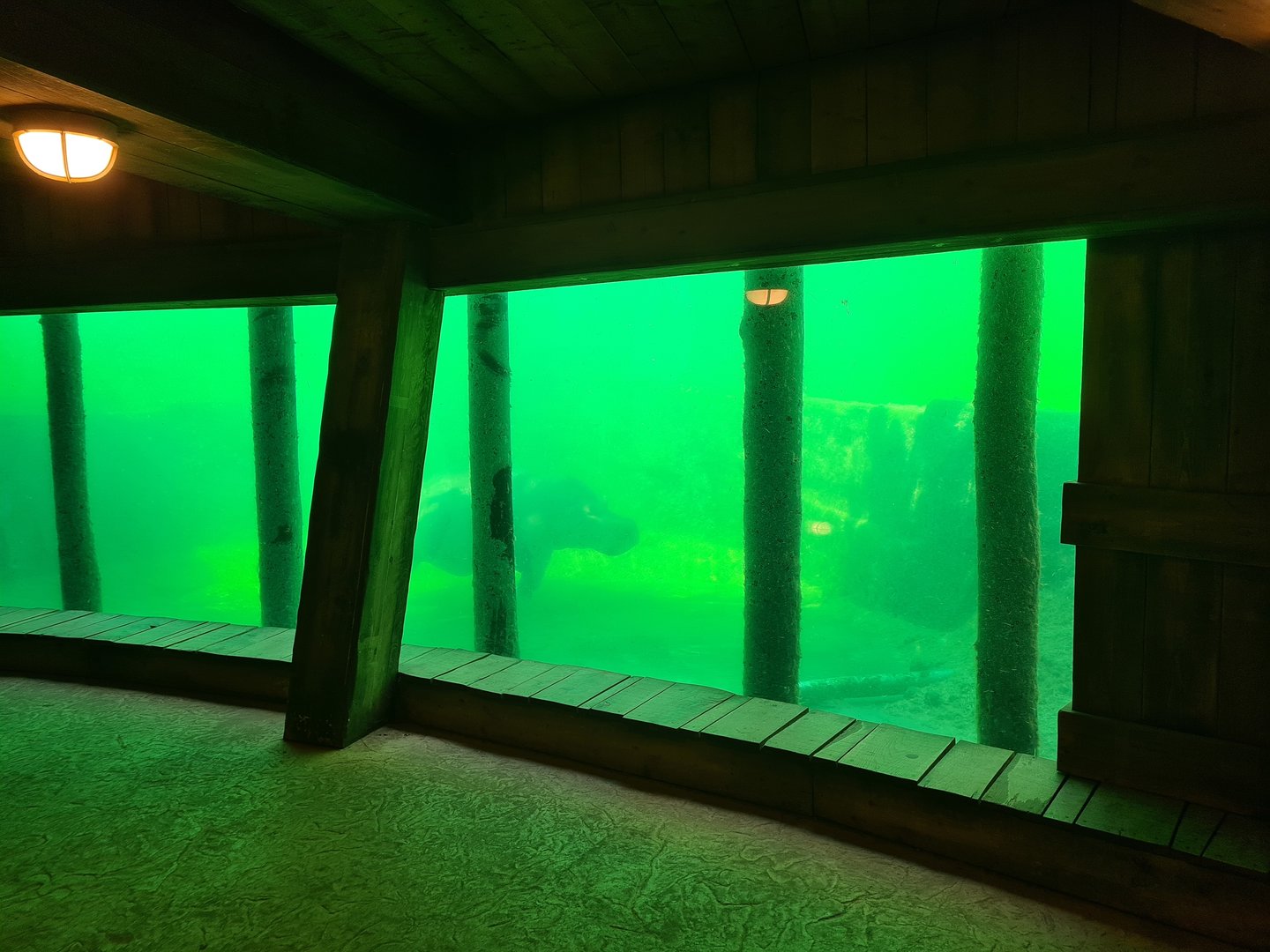 Serenga - Hippo underwater viewing