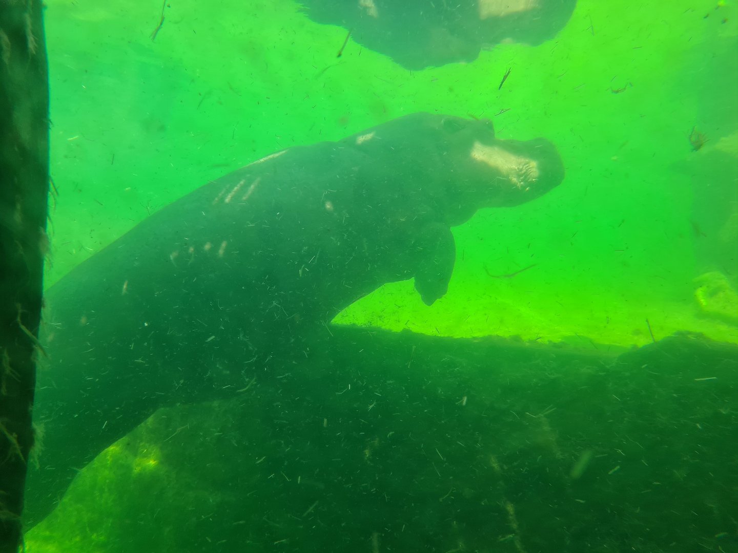 Serenga - Hippo underwater