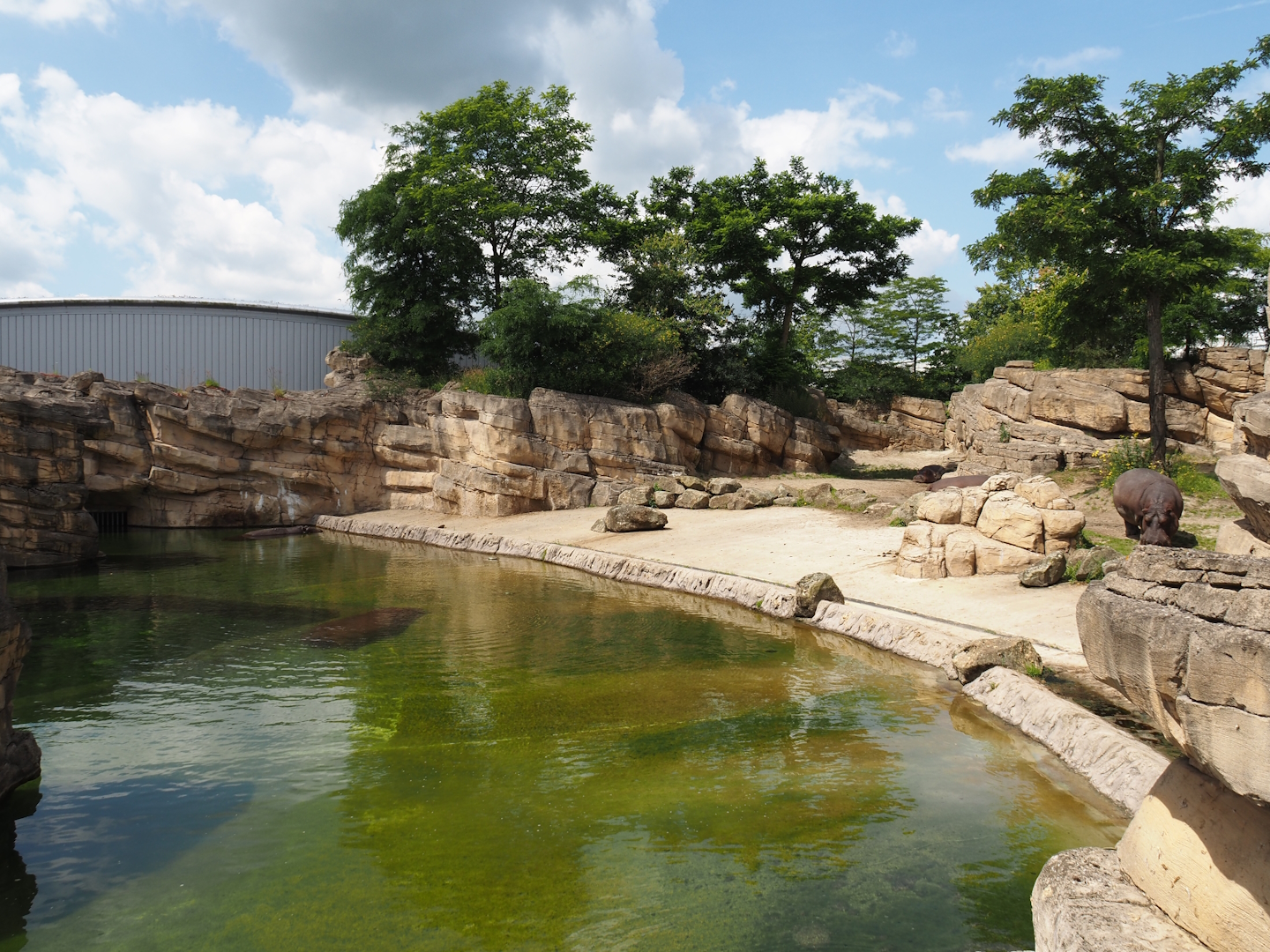 Serenga - Hippopotamus exhibit, 2024-06-23