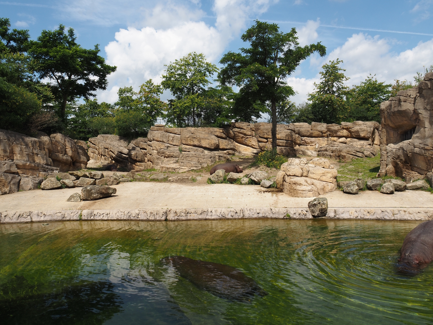 Serenga - Hippopotamus exhibit, 2024-06-23