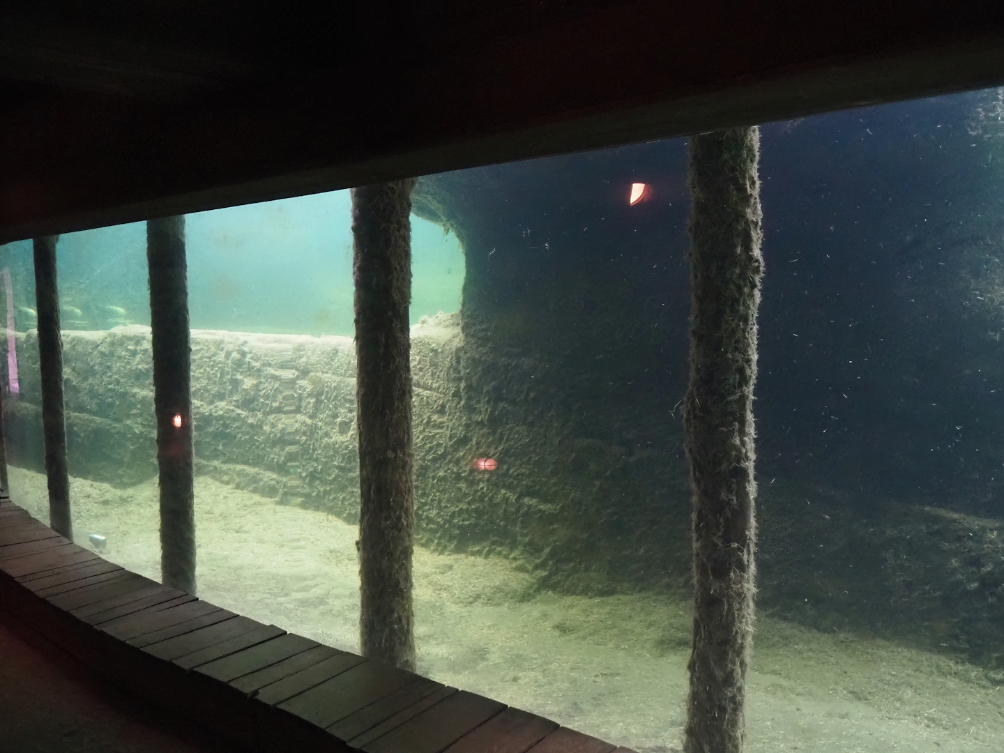Serenga - Hippopotamus exhibit underwater, 2024-06-23