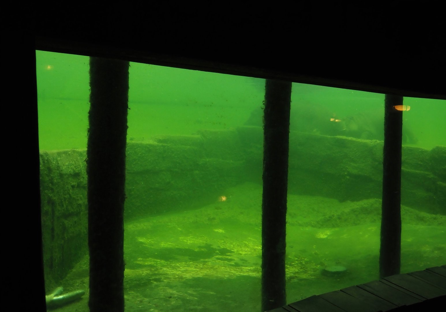 Serenga - Hippopotamus exhibit underwater, 2024-06-23