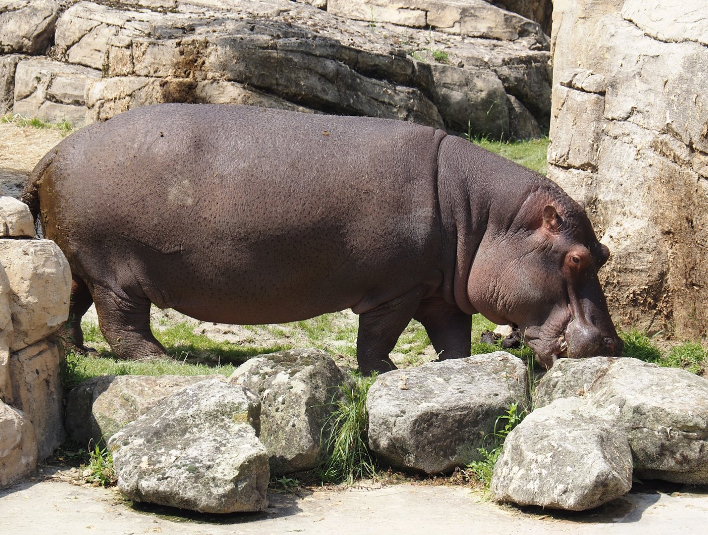 Serenga - Hippopotamus (Hippopotamus amphibius), 2024-06-23