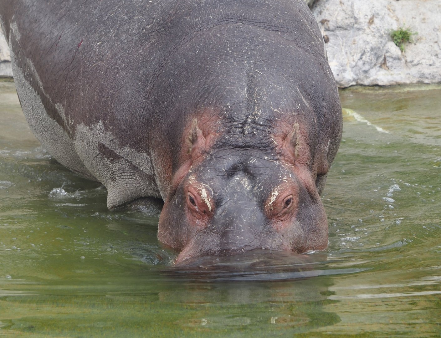 Serenga - Hippopotamus (Hippopotamus amphibius), 2024-06-23
