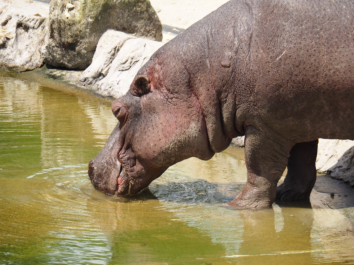 Serenga - Hippopotamus (Hippopotamus amphibius), 2024-06-23