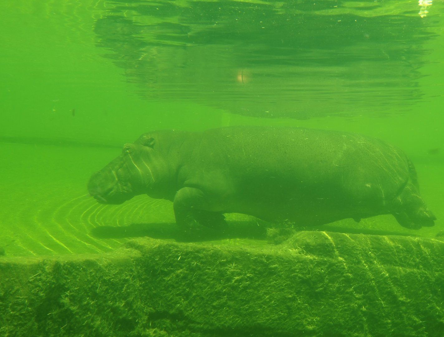 Serenga - Hippopotamus (Hippopotamus amphibius) underwater, 2024-06-23