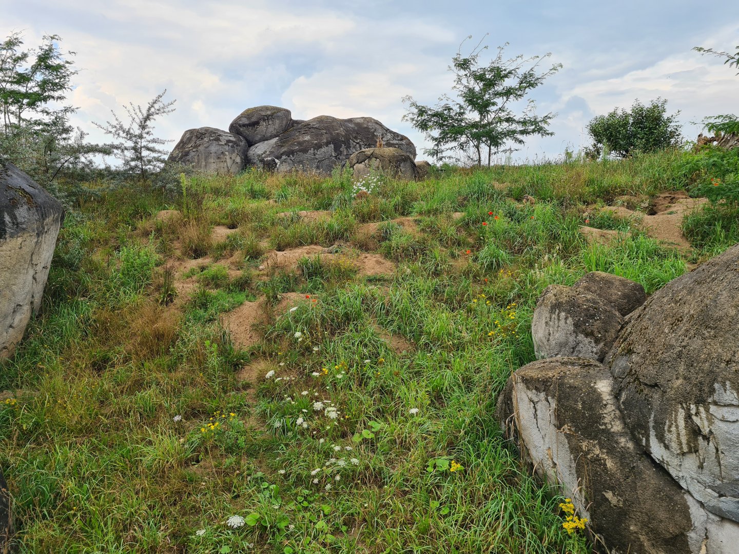 Serenga - huge Meerkat enclosure