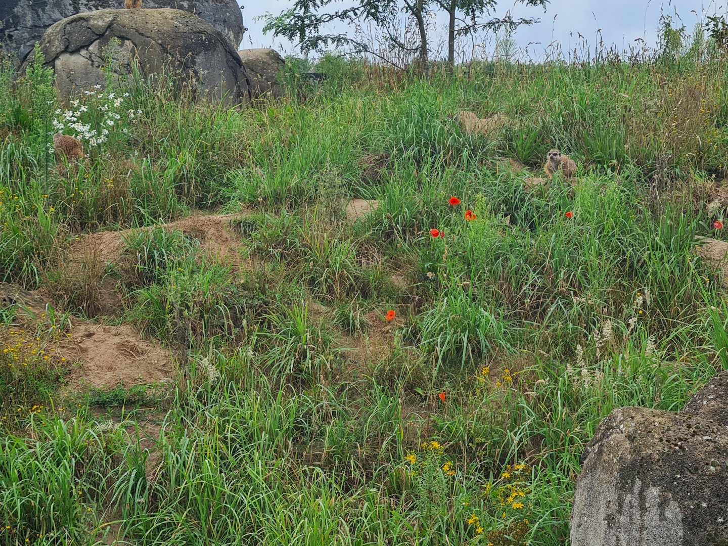 Serenga - huge Meerkat enclosure