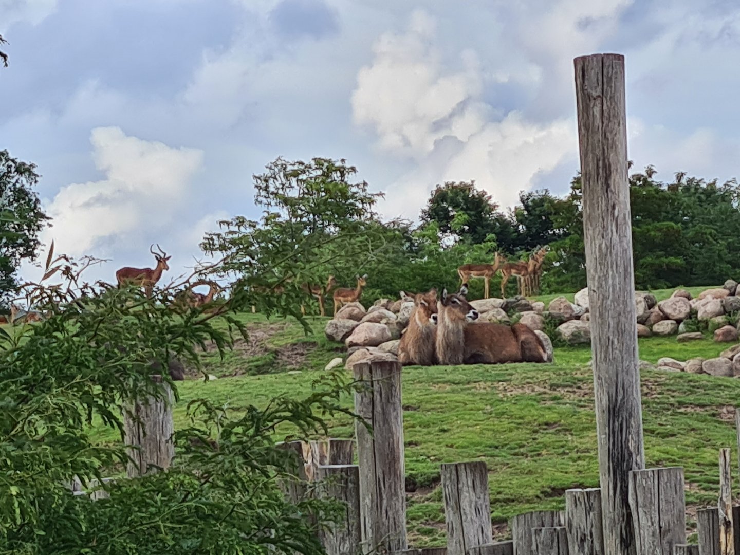 Serenga - Impala and Defassa waterbuck