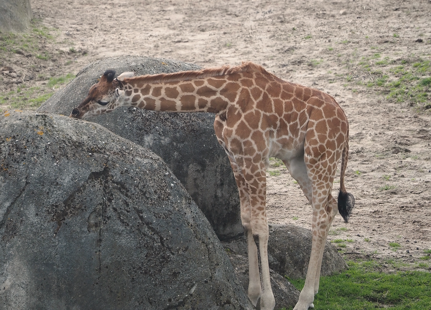 Serenga - Juvenile Rothschild's giraffe (Giraffa camelopardalis rothschildi), 2024-06-23