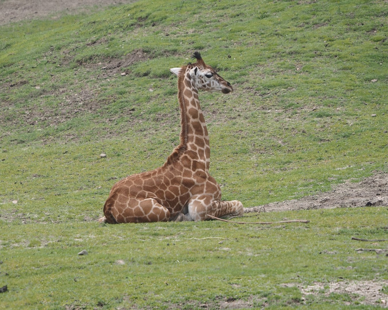 Serenga - Juvenile Rothschild's giraffe (Giraffa camelopardalis rothschildi), 2024-06-23