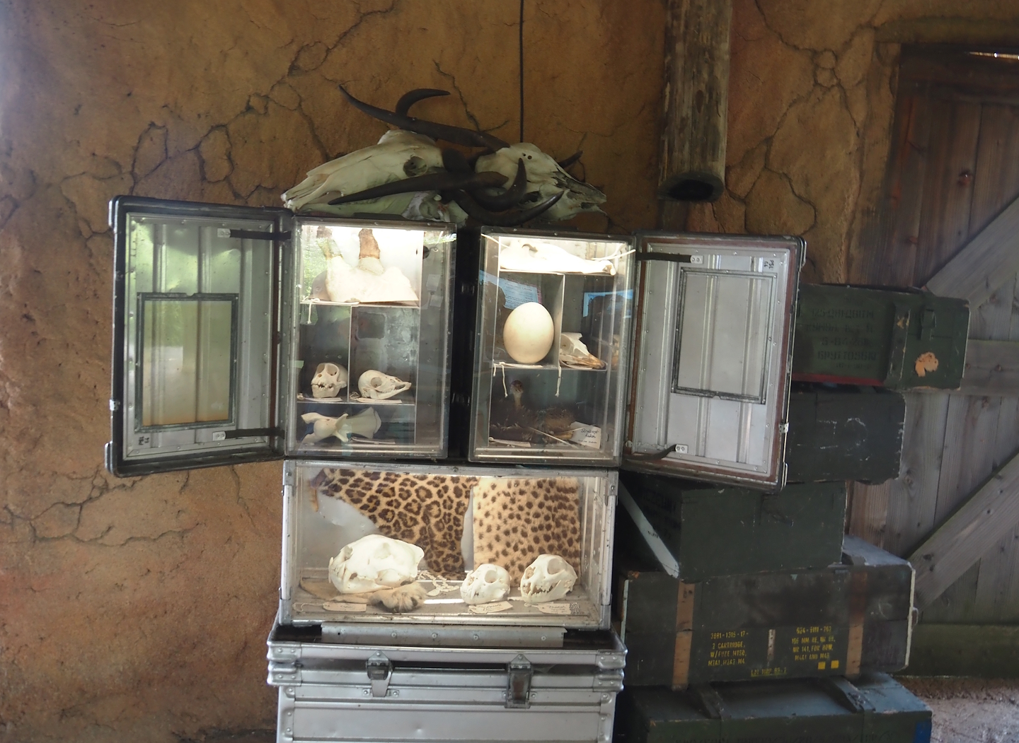 Serenga - Kifaru Ranger Station - Display of animal materials, 2024-06-23