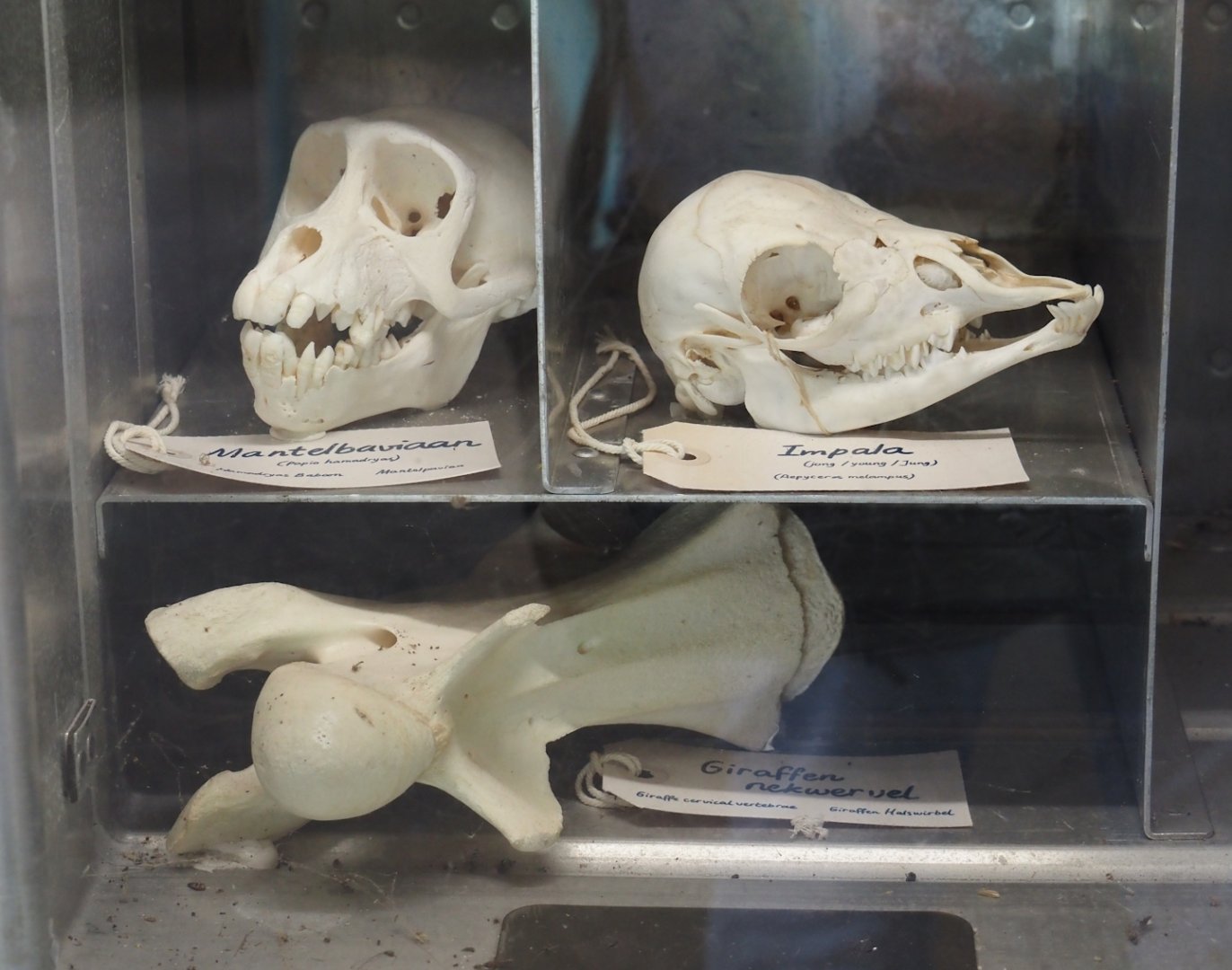 Serenga - Kifaru Ranger Station - Hamadryas baboon and impala skulls and giraffe cervical vertebra, 2024-06-23