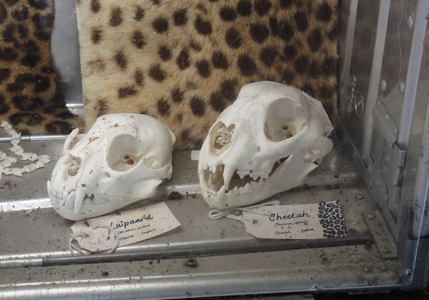 Serenga - Kifaru Ranger Station - Leopard and cheetah skulls, 2024-06-23