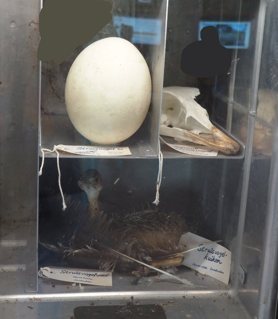 Serenga - Kifaru Ranger Station - Ostrich materials, 2024-06-23