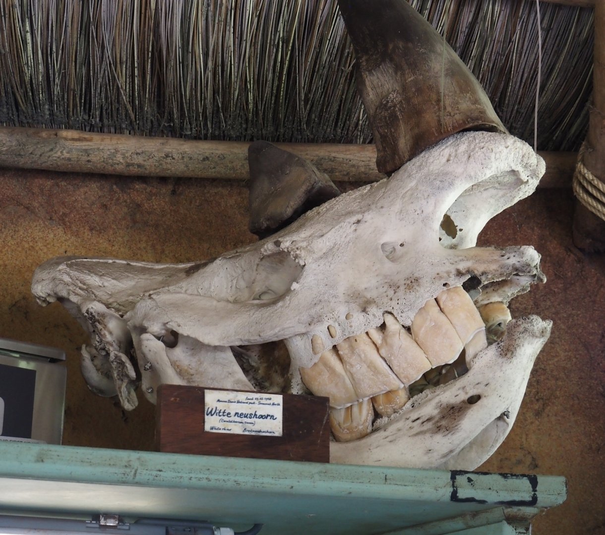 Serenga - Kifaru Ranger Station - White rhinoceros skull, 2024-06-23