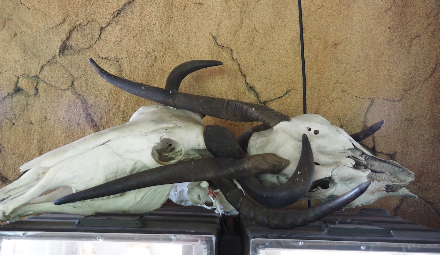 Serenga - Kifaru Ranger Station - Wildebeest and Waterbuck skulls, 2024-06-23