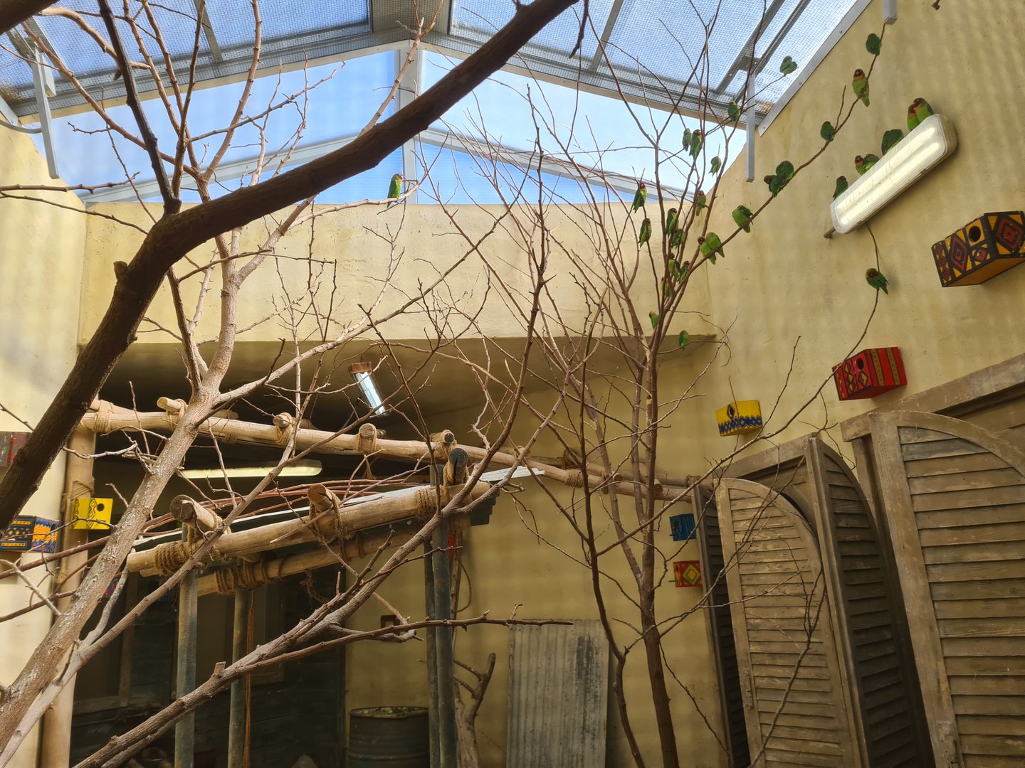 Serenga - Lovebird and Quail enclosure within Momma's restaurant