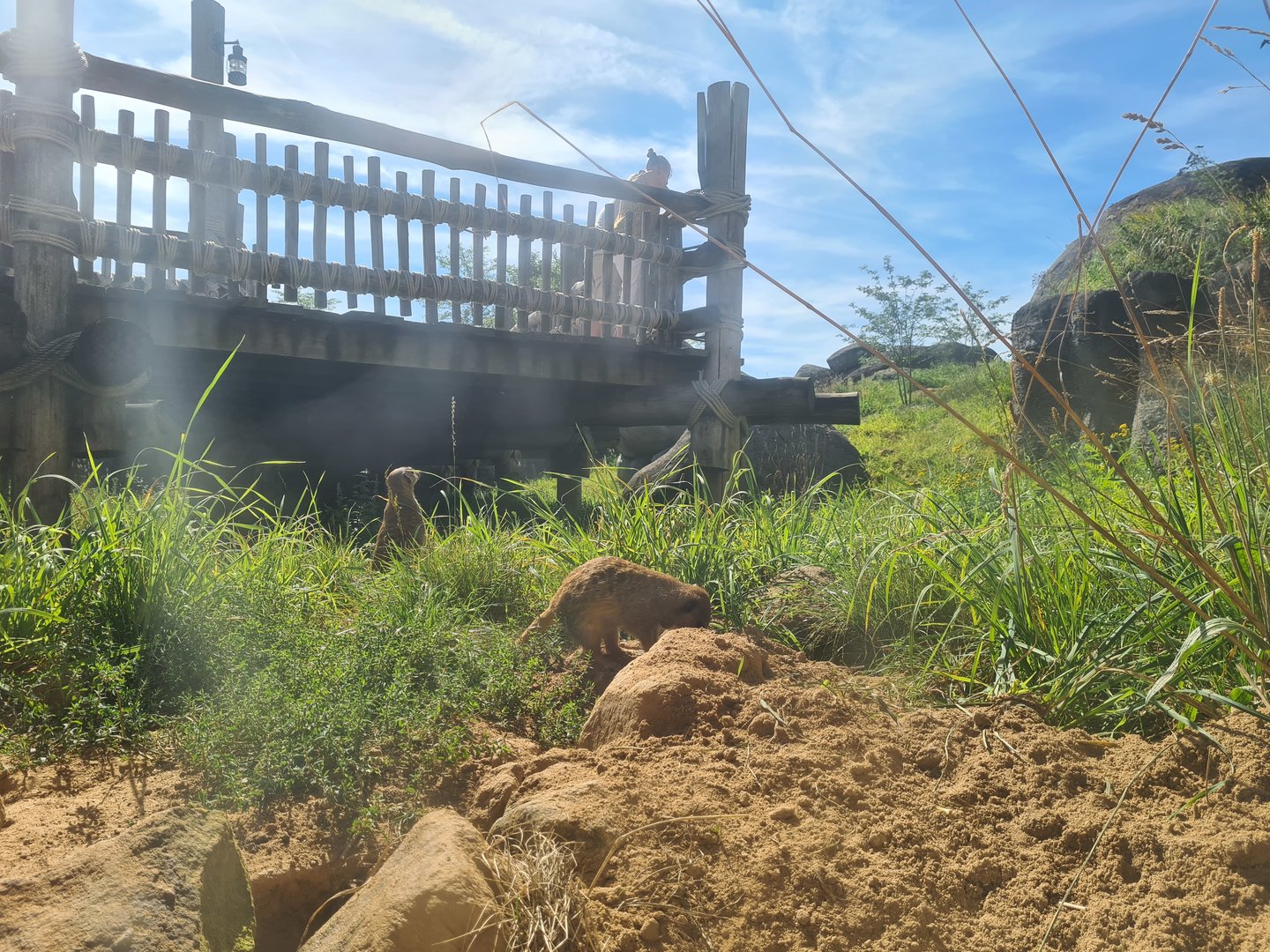 Serenga - Lower viewing point of Meerkat enclosure