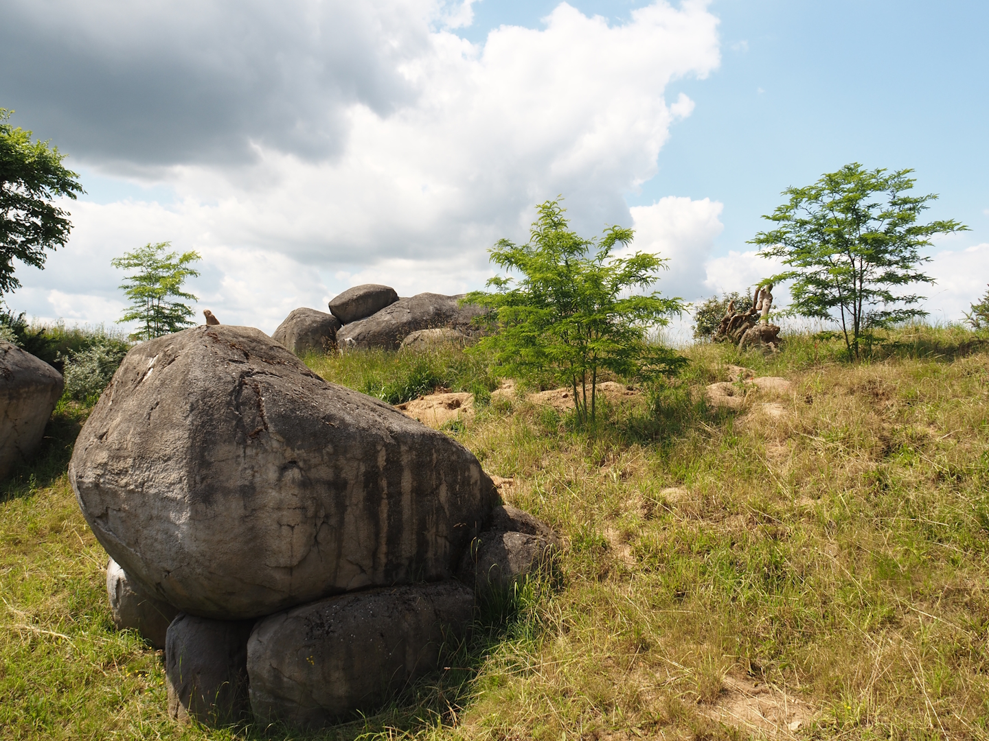 Serenga - Meerkat exhibit, 2024-06-23