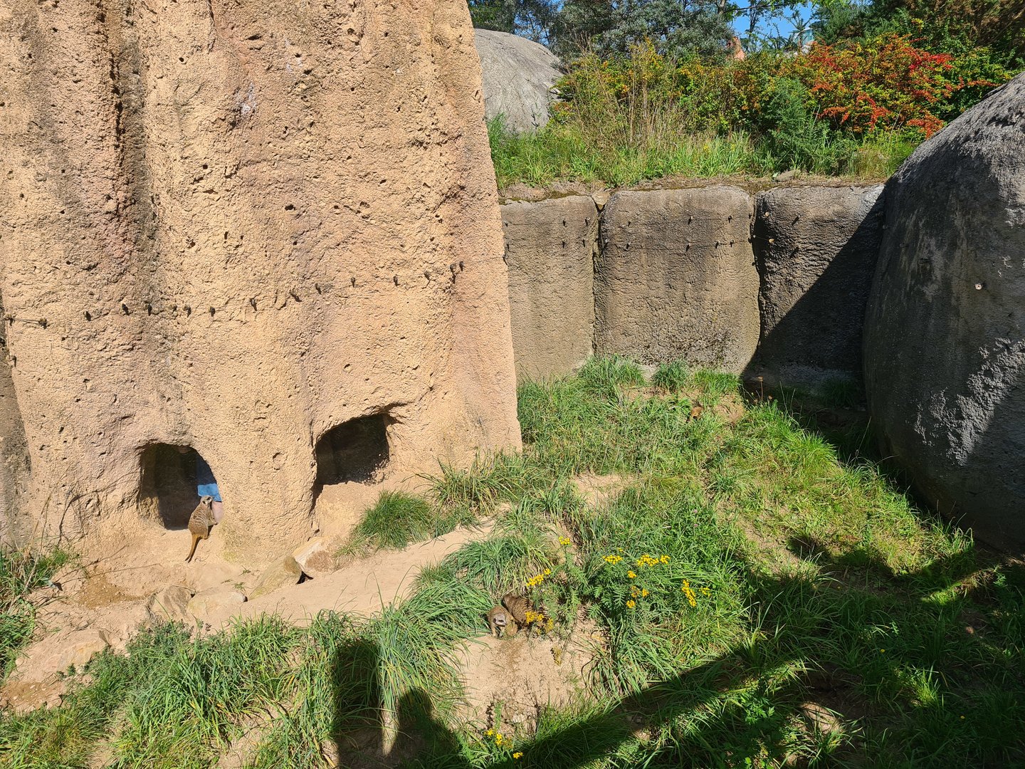 Serenga - Meerkat lower viewing area