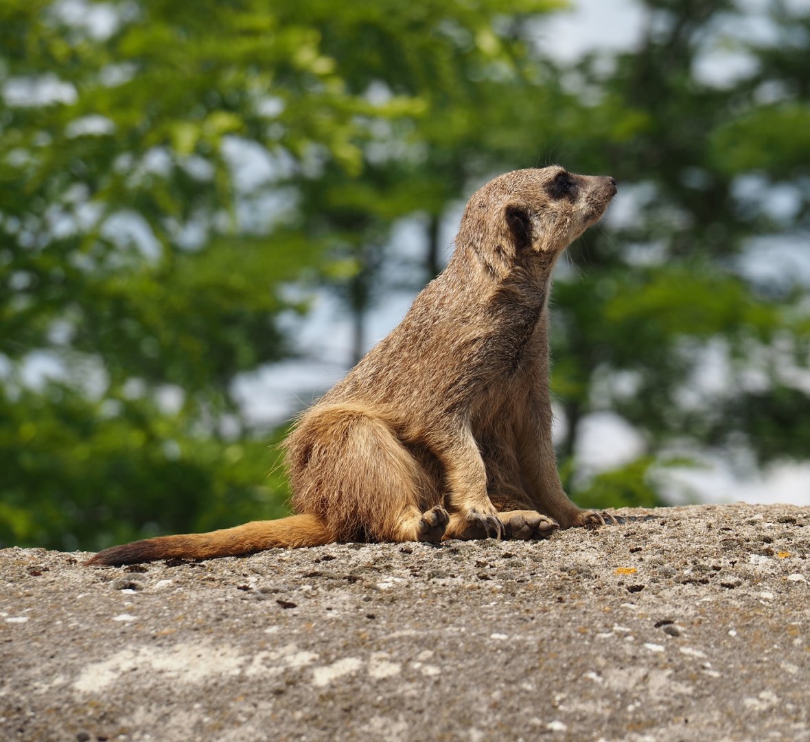 Serenga - Meerkat (Suricata suricatta), 2024-06-23