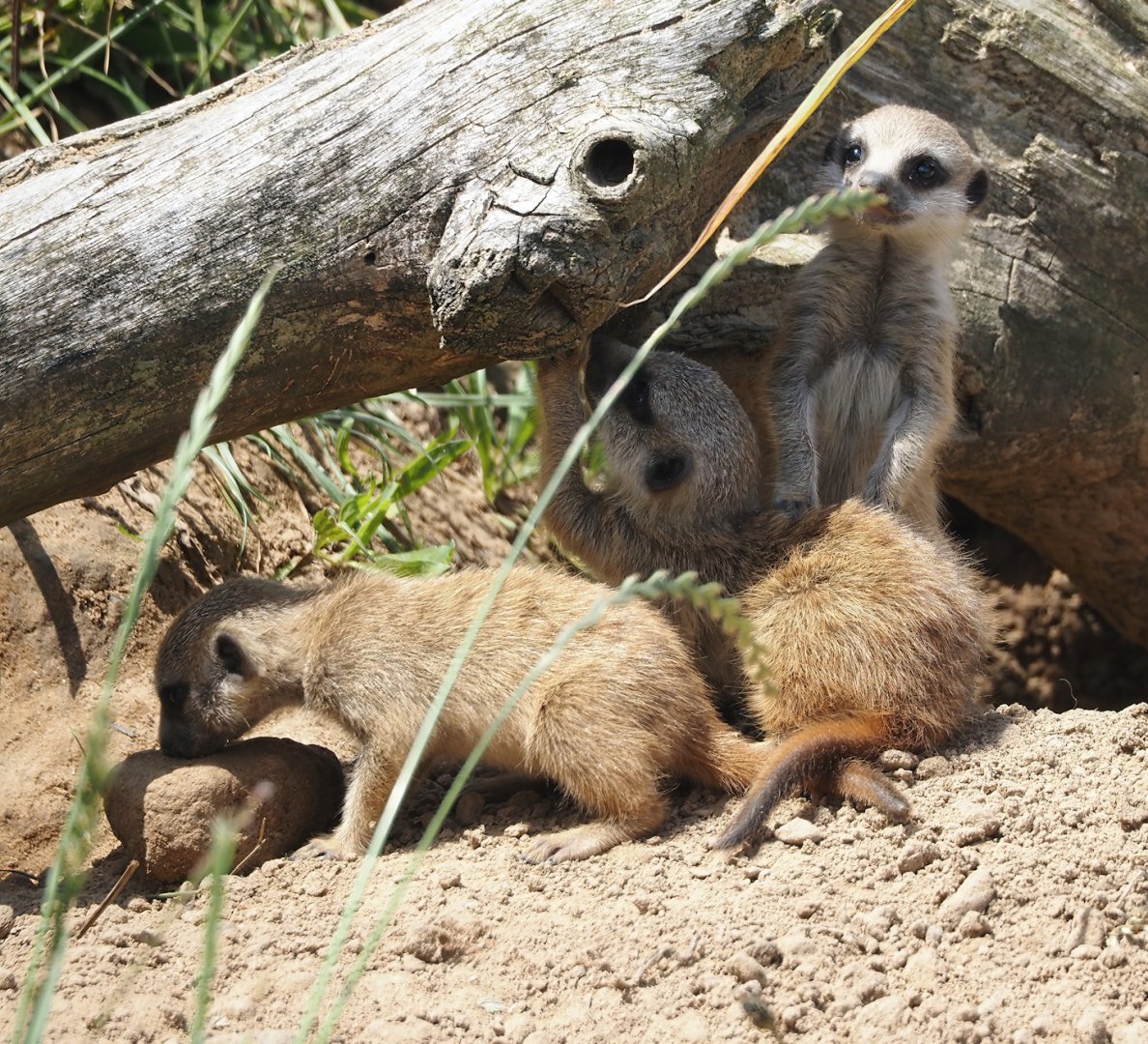 Serenga - Meerkats (Suricata suricatta), 2024-06-23