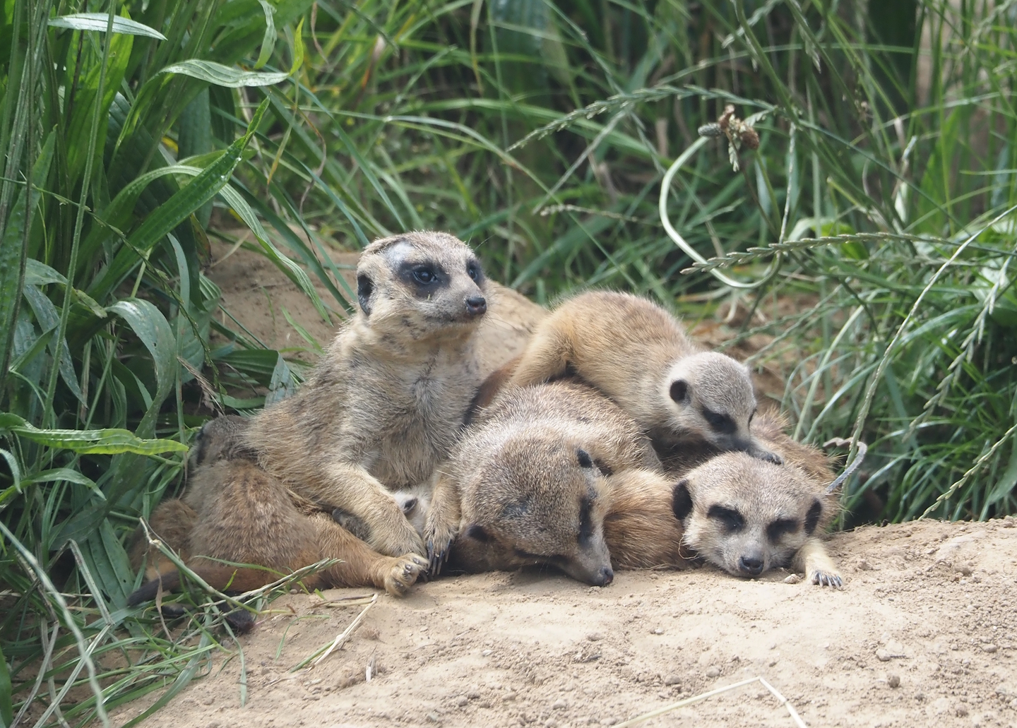 Serenga - Meerkats (Suricata suricatta), 2024-06-23
